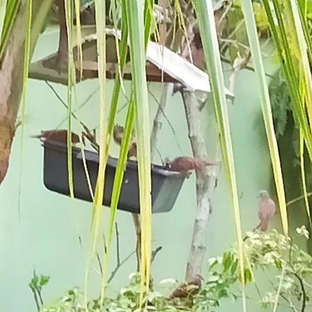 Paraiso Aconchegante Casa Espacosa E Muito Verde Caraguatatuba Dış mekan fotoğraf