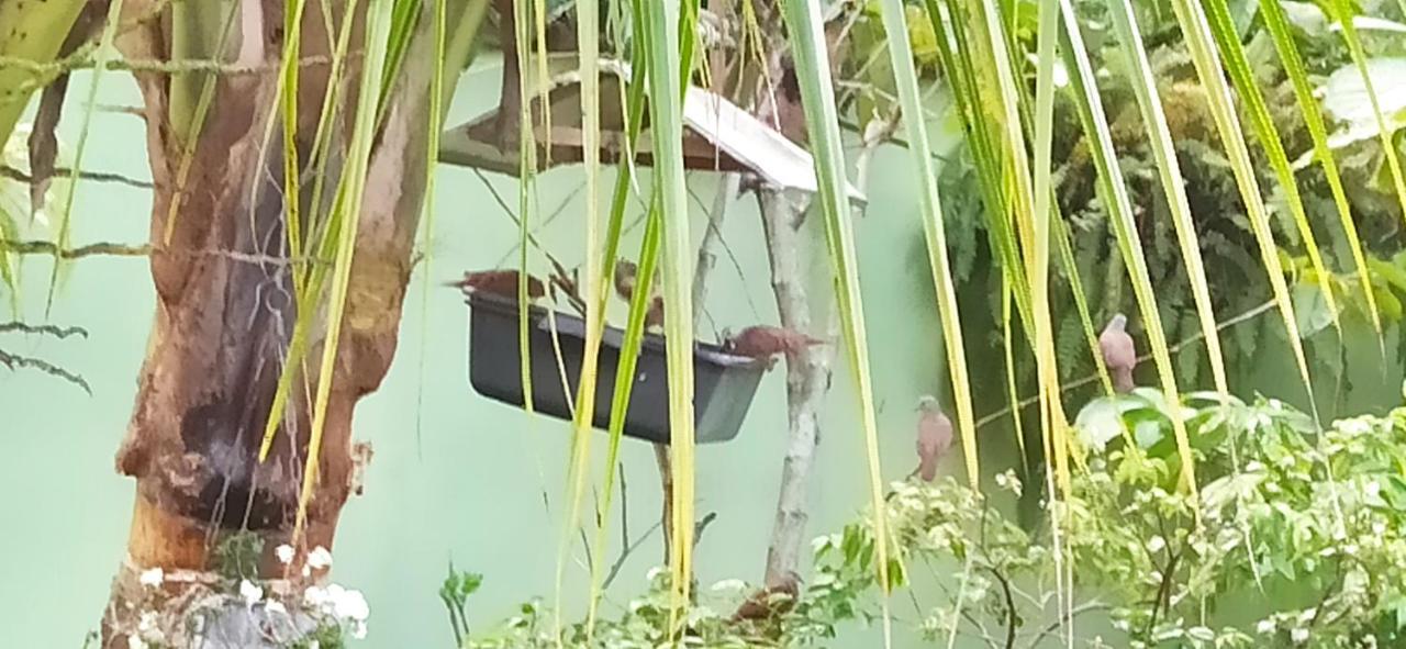 Paraiso Aconchegante Casa Espacosa E Muito Verde Caraguatatuba Dış mekan fotoğraf